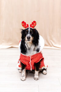 Dog dressed up as a reindeer